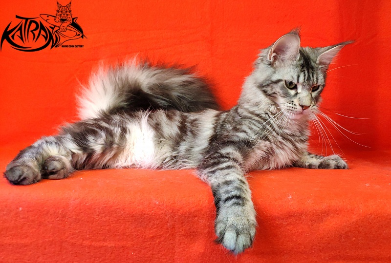 Wella Chavdar's Pride - Adult maine-coon 10 months