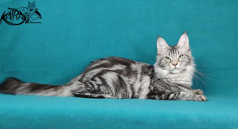 Wella Chavdar's Pride - Adult maine-coon 1 year 1 month