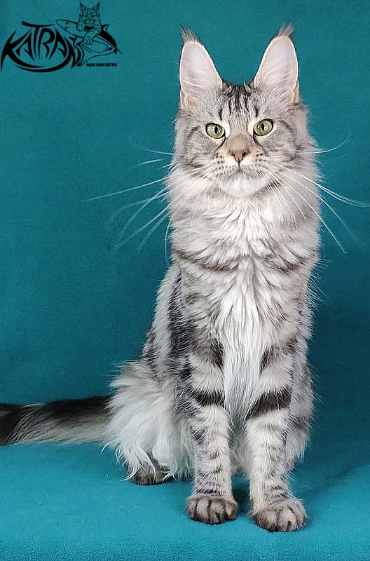 Wella Chavdar's Pride - Adult maine-coon 1 year 1 month