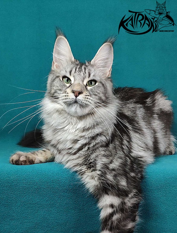 Wella Chavdar's Pride - Adult maine-coon 1 year 1 month