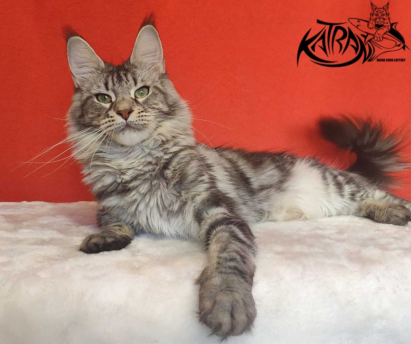 Wella Chavdar's Pride - Adult maine-coon 1 year 9 months