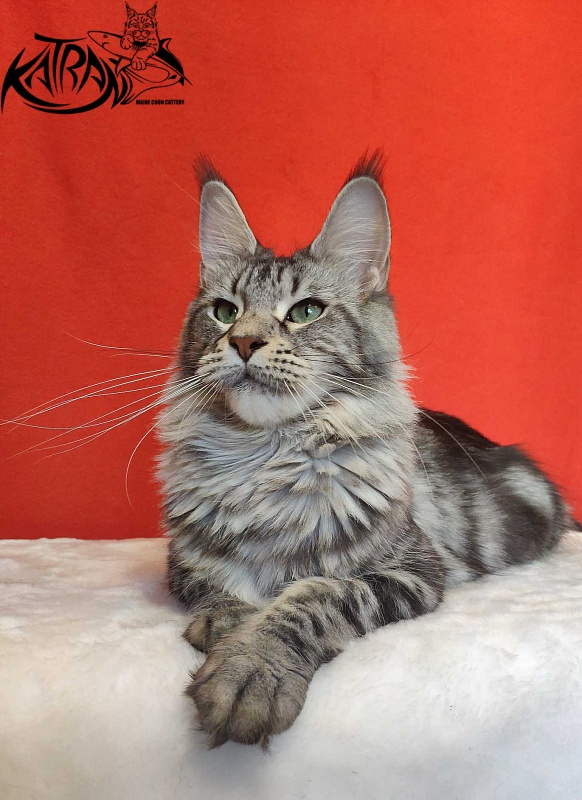 Wella Chavdar's Pride - Adult maine-coon 1 year 9 months
