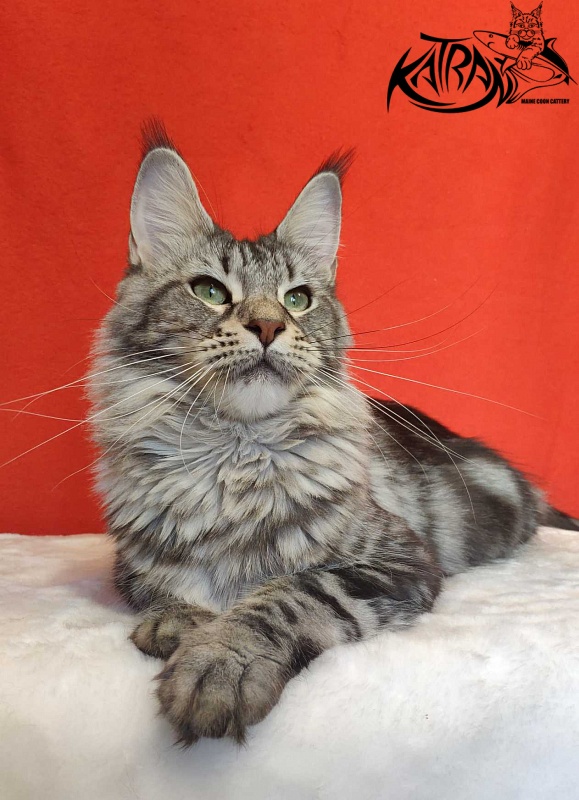Wella Chavdar's Pride - Adult maine-coon 1 year 9 months