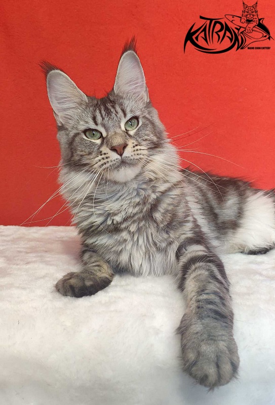 Wella Chavdar's Pride - Adult maine-coon 1 year 9 months