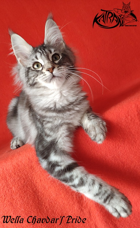 Wella Chavdar's Pride - Kitten maine-coon 4 months