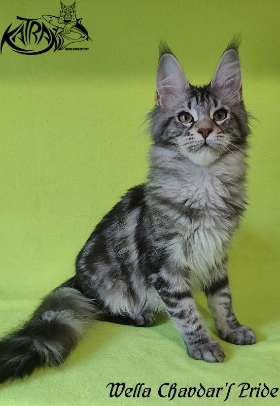 Wella Chavdar's Pride - Kitten maine-coon 5 months 3 weeks