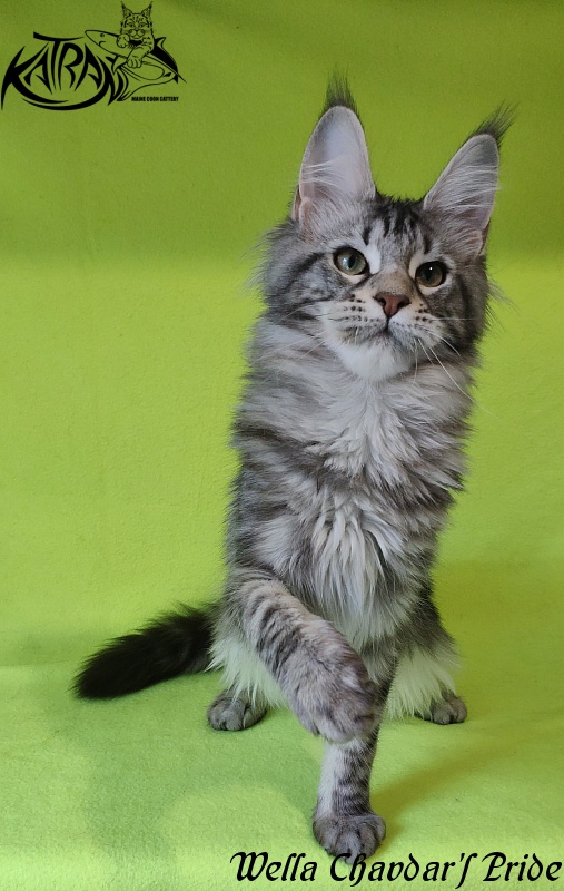Wella Chavdar's Pride - Kitten maine-coon 5 months 3 weeks