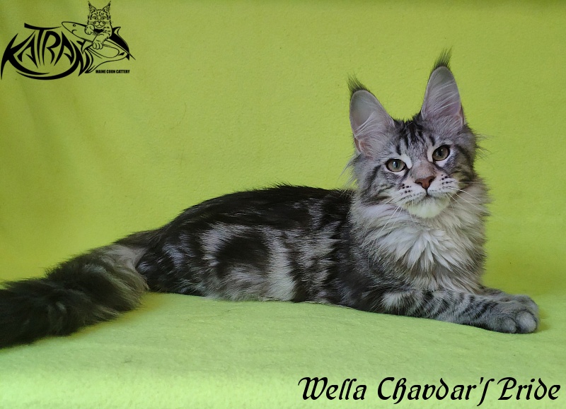 Wella Chavdar's Pride - Kitten maine-coon 5 months 3 weeks