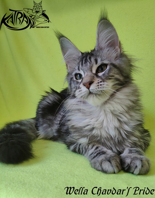 Wella Chavdar's Pride - Kitten maine-coon 5 months 3 weeks