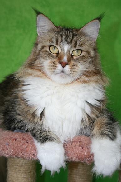 Super-Manya Krasnyi Dar - Adult maine-coon 3 years 1 month 3.5 weeks