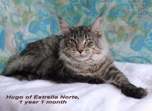 Hugo of Estrella Norte - maine-coon