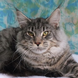 Hugo of Estrella Norte