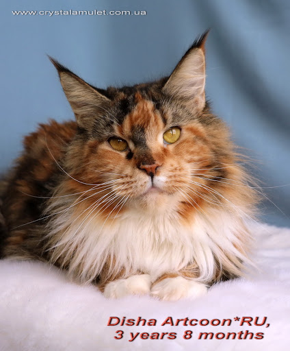 Disha Artcoon - maine-coon