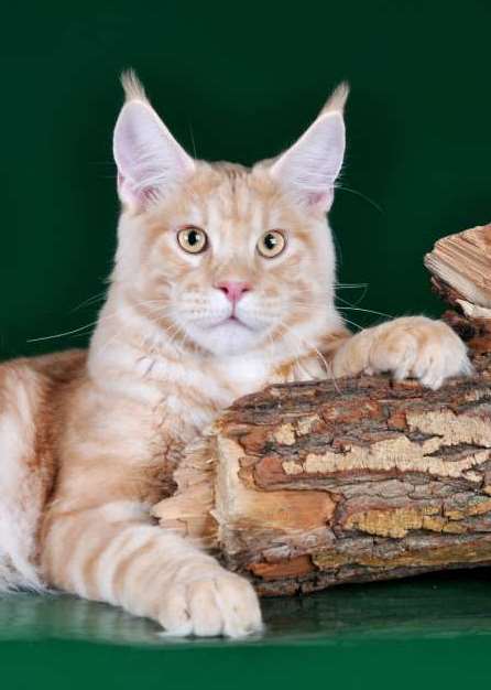 Ugrecha's Charlie Red - Adult maine-coon 2.5 years 1.5 week