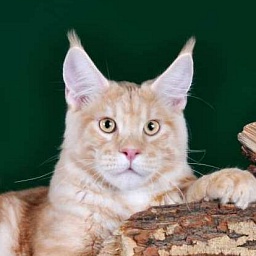 Ugrecha's Charlie Red