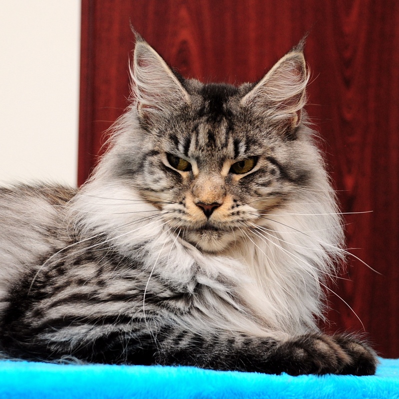 Brut of Estrella Norte - Adult maine-coon 1 year 9 months 0.5 weeks