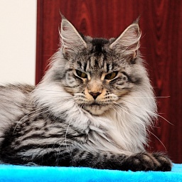 Brut of Estrella Norte