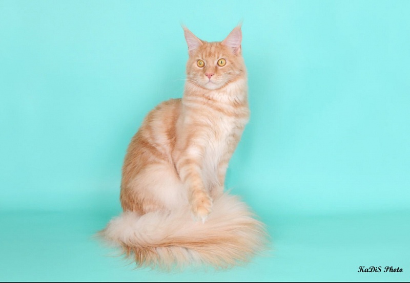 Telemachus of Ultramarin - мейн-кун