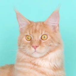 Telemachus of Ultramarin