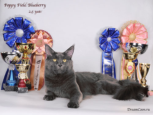 Poppy Field Blueberry - мейн-кун