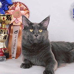 Poppy Field Blueberry