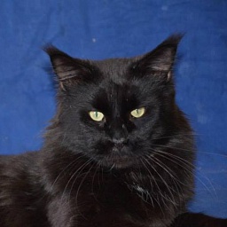 E'Ronaldo Gonsior Line