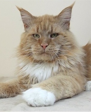 Csak's Coon E Goran - maine-coon