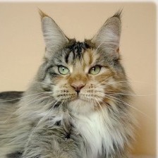 Supernova Cool Like Cloe