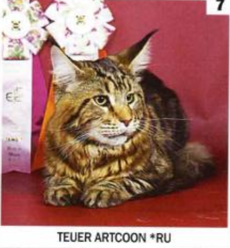 Teuer Artcoon - мейн-кун