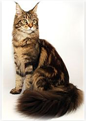 Dandelion of Rainbow Valley - maine-coon