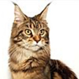 Dandelion of Rainbow Valley