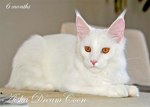 DreamCoon Aisha - мейн-кун