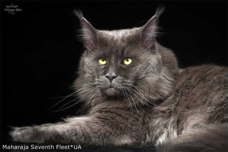 Maharaja Seventh Fleet - мейн-кун