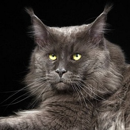 Maharaja Seventh Fleet