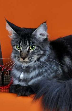 Shaycoon Lucia Rijker - мейн-кун 24.02.2013