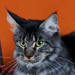 Shaycoon Lucia Rijker