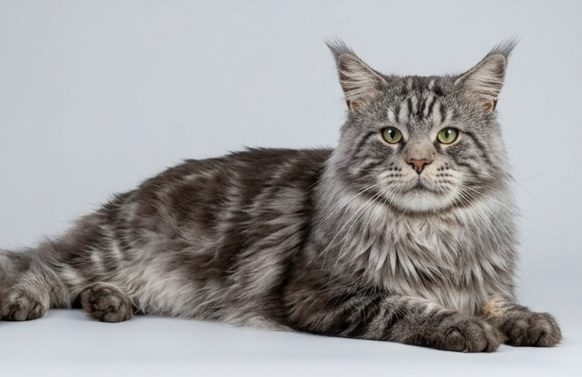 Krai Kristolin Quantum - Adult maine-coon 5 years 1 month