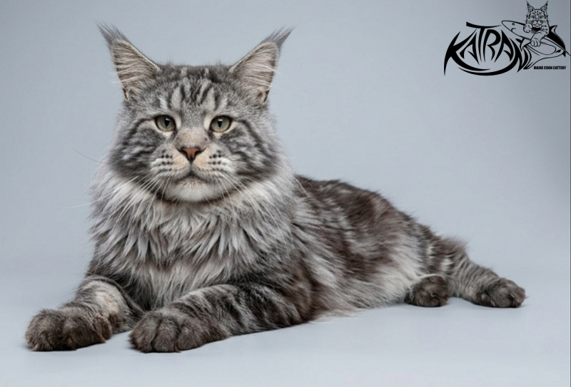 Krai Kristolin Quantum - Adult maine-coon 5 years 1 month