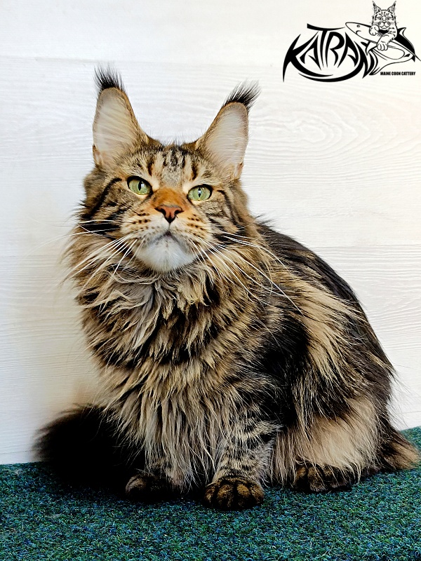Katran Tais - Adult maine-coon 2 years 11 months