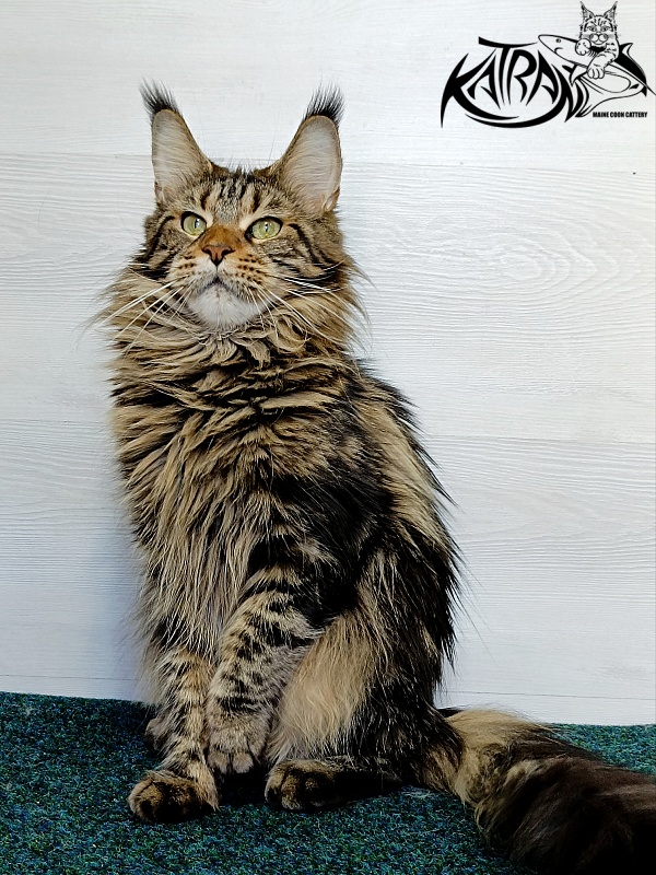 Katran Tais - Adult maine-coon 2 years 11 months