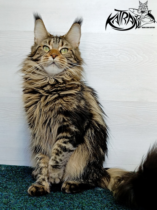 Katran Tais - Adult maine-coon 2 years 11 months