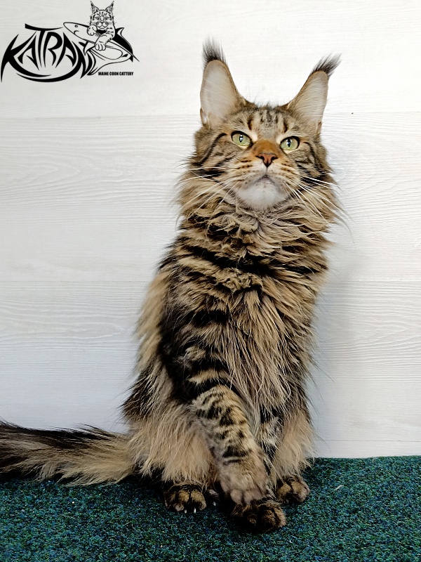 Katran Tais - Adult maine-coon 2 years 11 months