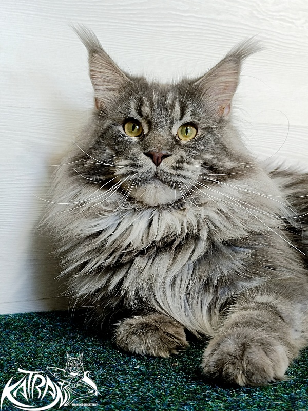 Katran Floyd - Adult maine-coon 1 year 5 months