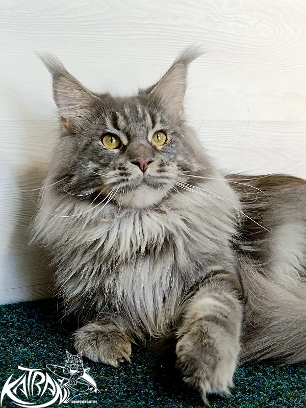 Katran Floyd - Adult maine-coon 1 year 5 months