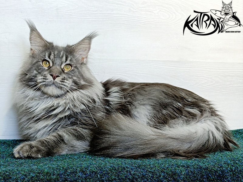 Katran Floyd - Adult maine-coon 1 year 5 months