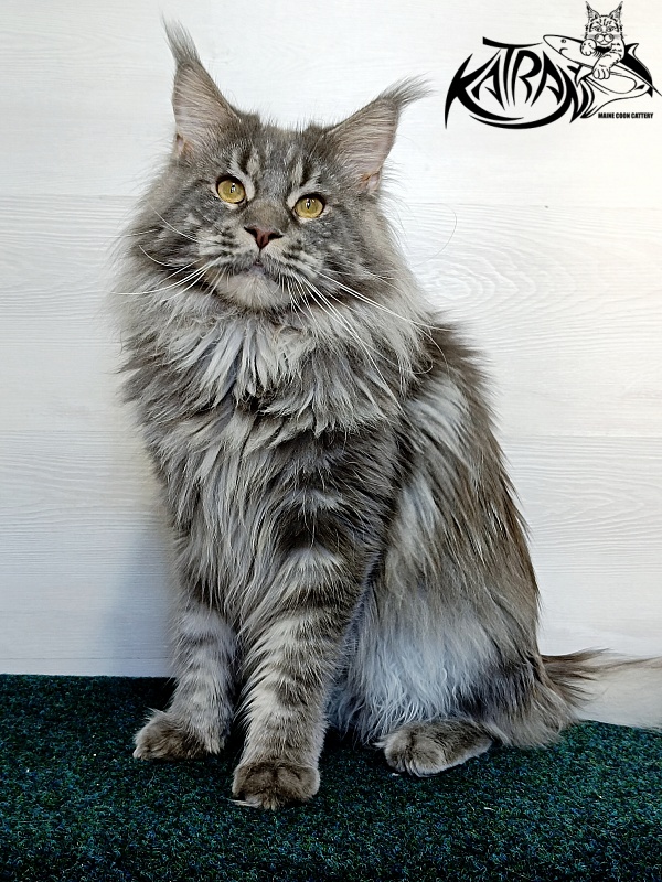 Katran Floyd - Adult maine-coon 1 year 5 months