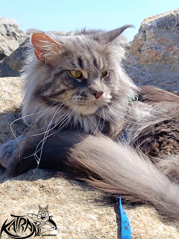 Katran Floyd - Adult maine-coon 2 years 1 month 0.5 weeks