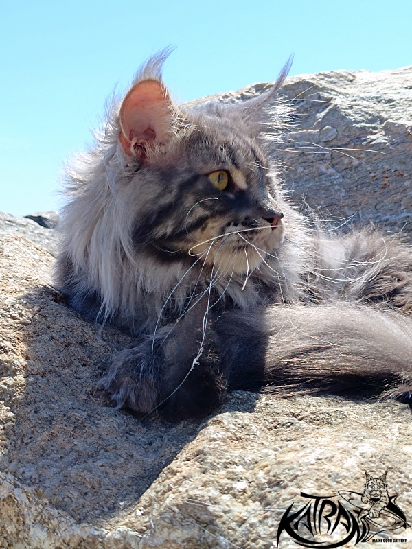 Katran Floyd - Adult maine-coon 2 years 1 month 0.5 weeks