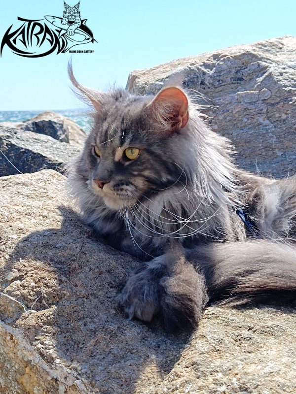 Katran Floyd - Adult maine-coon 2 years 1 month 0.5 weeks