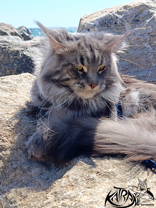 Katran Floyd - Adult maine-coon 2 years 1 month 0.5 weeks